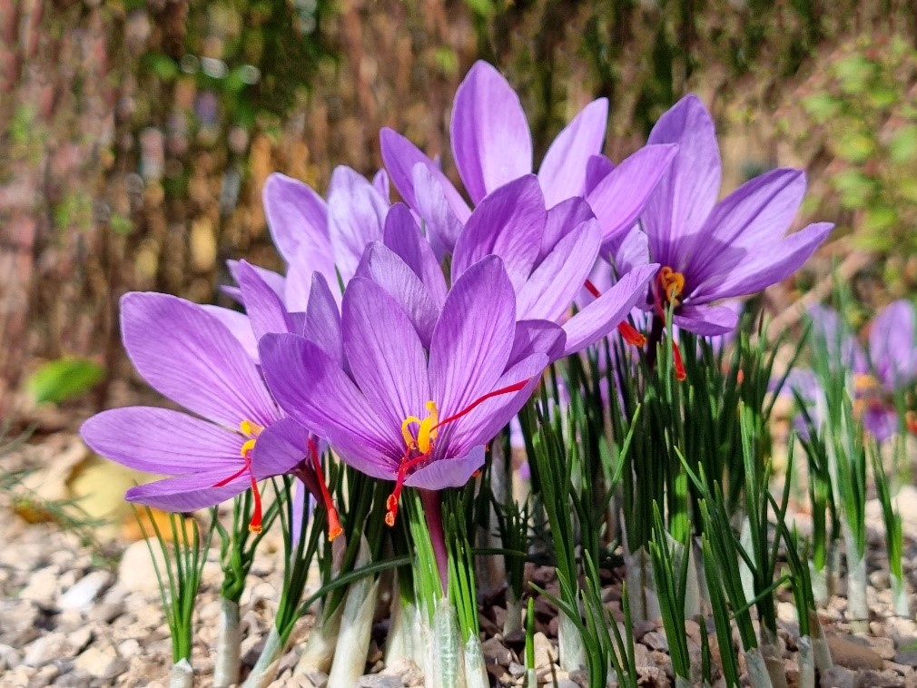 کشت و پرورش زعفران در گلخانه